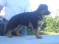 CHIOT